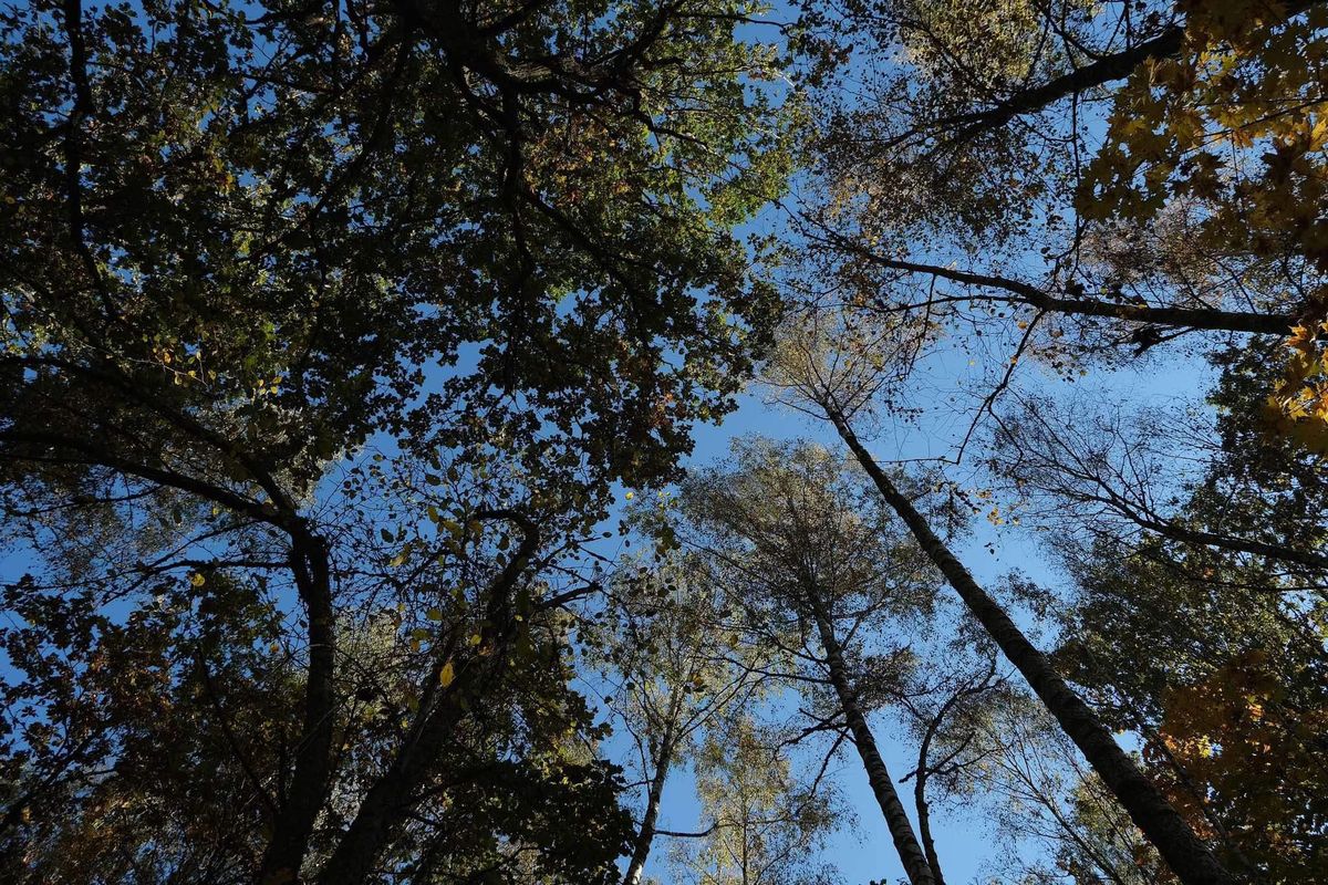 children forest exploration project, nature discovery